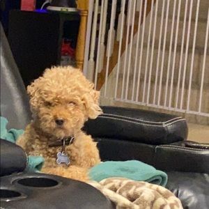 Meet your Posher, Laura